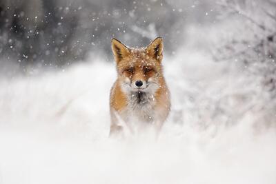 ترفند روباه قرمز برای شکار موش کور (فیلم) | شبکه اطلاع‌ رسانی طلا و ارز