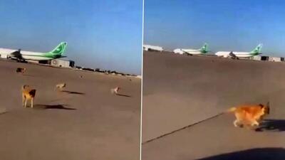 ویدیویی از لحظه تعقیب و گریز سگ‌های ولگرد با هواپیما!