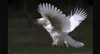جراحی‌های اقتصادی، مرغ را از سفره‌ها پراند