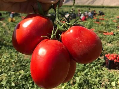 اختلاف قیمت ۳۵ درصدی قیمت گوجه‌فرنگی از میدان تا مغازه