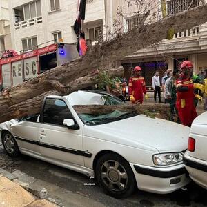 سقوط درخت روی سقف پژو پارس در کوی فرهنگیان