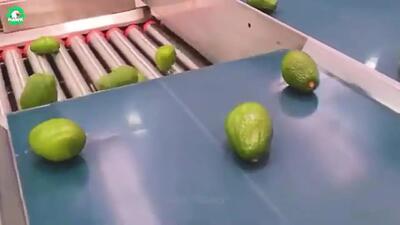 (ویدئو) فرآیند فرآوری صدها تن انجیر، خرما، انگور و آواکادو در کارخانه