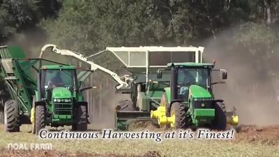 (ویدئو) آمریکایی ها چگونه صدها تن بادام زمینی را در مزارع برداشت می کنند؟