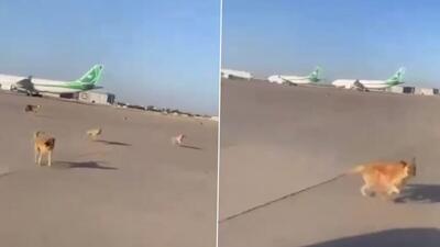 (ویدئو) ورود سگ‌های ولگرد به باند فرودگاه بغداد