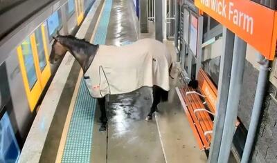 اسبی که می‌خواست سوار متروی سیدنی شود + فیلم