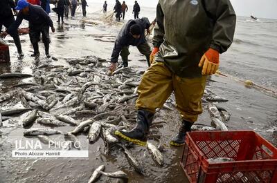 صید ۳۰ هزار قطعه ماهی سفید در رودخانه سپیدرود