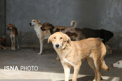سگ‎های ولگرد تهدیدی جدی برای انسان‌ و حیات وحش/مهار جمعیت سگ‌های ولگرد در یزد