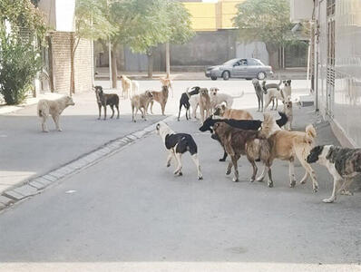 ۸۰ درصد حیوان گزیدگی‌ها در مشهد طی سال گذشته توسط سگ‌ها اتفاق افتاده است