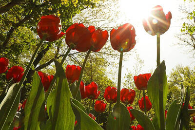 عکس/ گل‌های لاله باغ ایرانی