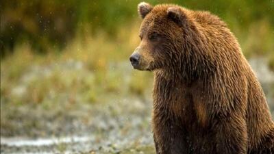 حال خوش «خرس قهوه‌ای» در مازندران +فیلم