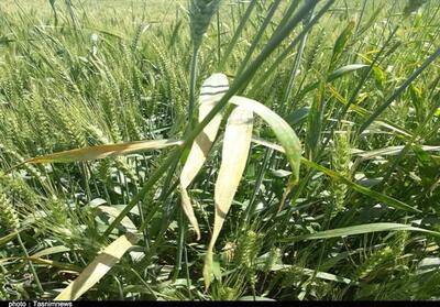 خسارتی از بیماری   زنگ زرد   در مزارع لرستان گزارش نشد - تسنیم