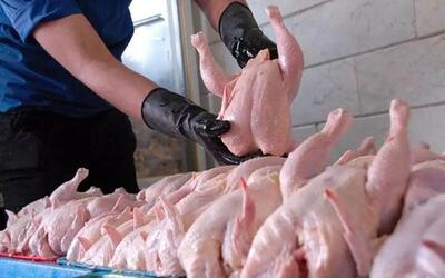 مرغ بدون مشتری ماند؛ فروشندگان ناچار به کاهش قیمت شدند