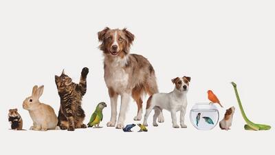 هزینه ویزیت سگ، گربه و پرنده های خانگی: شروع قیمت از ۴۰۰ هزار تومان (عکس) | شبکه اطلاع‌ رسانی طلا و ارز