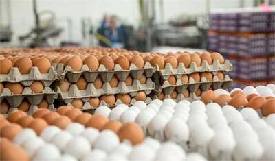 ضرورت خرید و جمع‌آوری ۳۰ هزار تن تخم مرغ مازاد | شبکه اطلاع‌ رسانی طلا و ارز