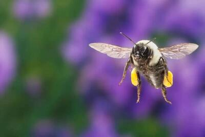 دانشمندان : زنبور عسل ملکه به طرز شگفت‌ انگیزی تا یک هفته زیر آب زنده می‌ماند