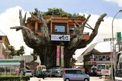 دیزاین عجیب ترین رستوران جهان، لذت غذا خوردن بالای درخت! - چیدانه