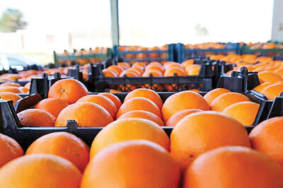 ضرورت صادرات سیب و پرتقال مازاد در کشور جهت حمایت از باغدار
