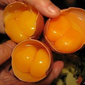 قیمت جدید تخم مرغ / این تخم مرغ ۵۹۹ هزار تومان است! + جدول