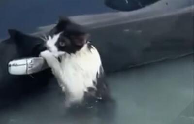 (ویدئو) نجات یک گربه از سیل دبی امارات