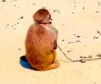 لحظه عجیب استفاده از مار به عنوان شالگردن توسط میمون + فیلم