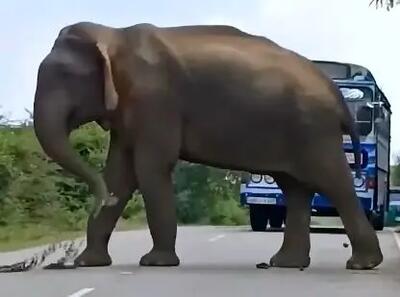 این فیل در جاده از خودروها عوارض می‌گیرد + فیلم