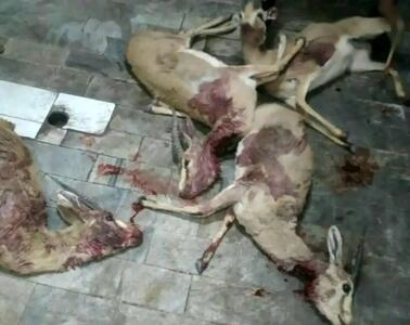 شکارچیان غیرمجاز در منطقه حفاظت شده راور کرمان دستگیر شدند