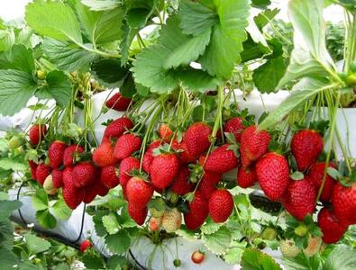پیش‌بینی برداشت ۱۲ هزار تن توت فرنگی از مزارع گلستان