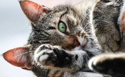 فیلم/ گربه باهوش از سیل نجات پیدا کرد
