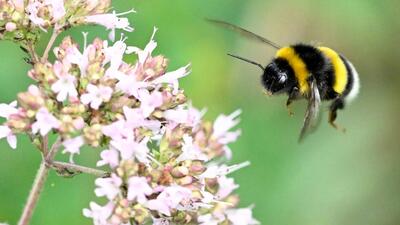 غافلگیری دانشمندان؛ زنبورهای ملکه در زیر آب زنده می‌مانند | خبرگزاری بین المللی شفقنا