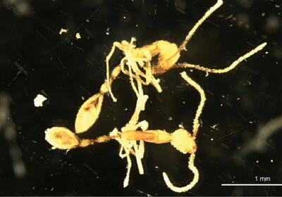 چرا دانشمندان اسم این مورچه را «لرد وُلدمورت» گذاشته‌اند؟! | شبکه اطلاع‌ رسانی طلا و ارز