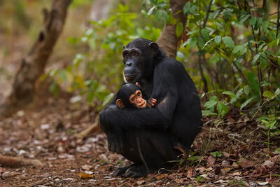 یک‌سوم میمون‌های بزرگ آفریقا درمعرض خطر ناشی از استخراج فلزات باتری قرار دارند - زومیت