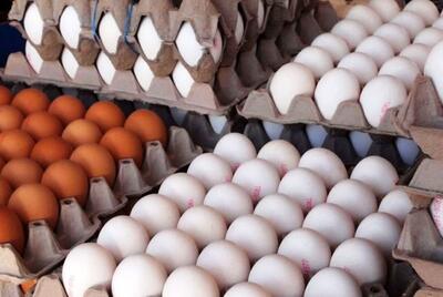 نبی پور: مجبوریم تخم مرغ را نصف قیمت تمام شده بفروشیم