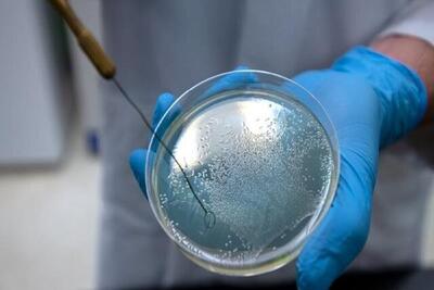 این باکتری‌ها به خون انسان تشنه‌اند | اقتصاد24