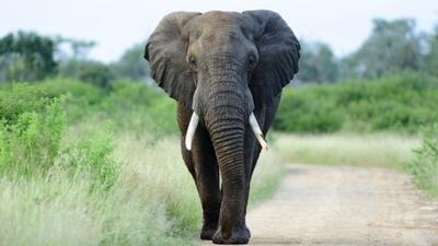 فرار فیلی ها در آمریکا!