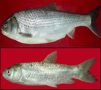 تفاوت ماهی سفید دریایی و پرورشی در چیست؟+ فیلم