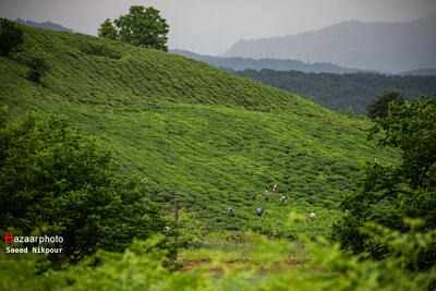 سطح باغات چای ۲۲ هزار هکتار است
