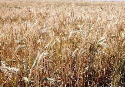 خرید تضمینی 21 هزار تن گندم در فارس - تسنیم
