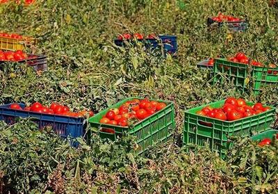 تولید 400 هزار تن گوجه فرنگی در جنوب استان بوشهر - تسنیم