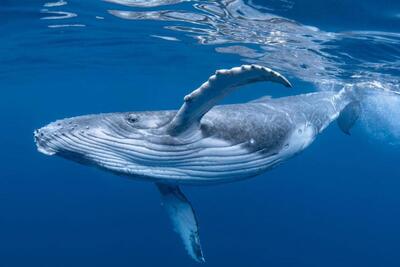 دانشمندان می‌گویند موفق به صحبت با یک نهنگ شده‌اند | شبکه اطلاع‌ رسانی طلا و ارز