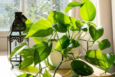 بهترین گیاهان آپارتمانی برای سلامتی شما!