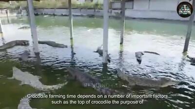 (ویدئو) بزرگترین مزرعه پرورش تمساح جهان؛ فرآیند فرآوری گوشت و پوست تمساح