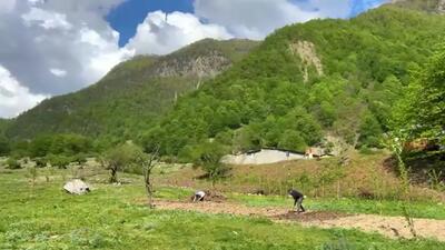 (ویدئو) فرآیند پخت بوقلمون زیر بشکه فلزی در کوهستان های آذربایجان
