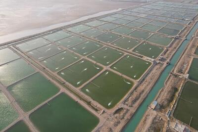 افزایش مزارع پرورش میگو در خوزستان