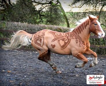 (عکس) تا حالا اسب دیده بودید با خالکوبی روی بدنش؟! / هنر طبیعت🥰