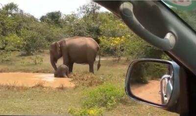 حمله فیل خشمگین به یک تمساح (فیلم)