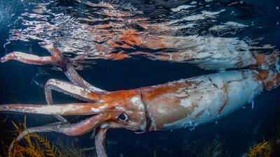 نحوه برش و فرآوری ویژه هزاران ماهی مرکب غول پیکر در کارخانه (فیلم)