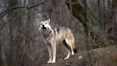 پرسه‌زنی عجیب گرگ‌ها در تهرانپارس + فیلم