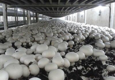 تولید سالانه ۳۵۰۰ تن قارچ خوراکی در آذربایجان‌ غربی