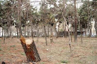منابع طبیعی: شهرداری تهران باید درباره قطع درختان پارک چیتگر و سرخه‌حصار پاسخگو باشد