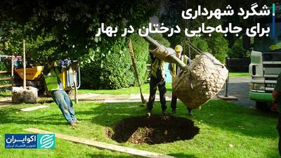 شگرد شهرداری برای جابه‌جایی درختان در بهار